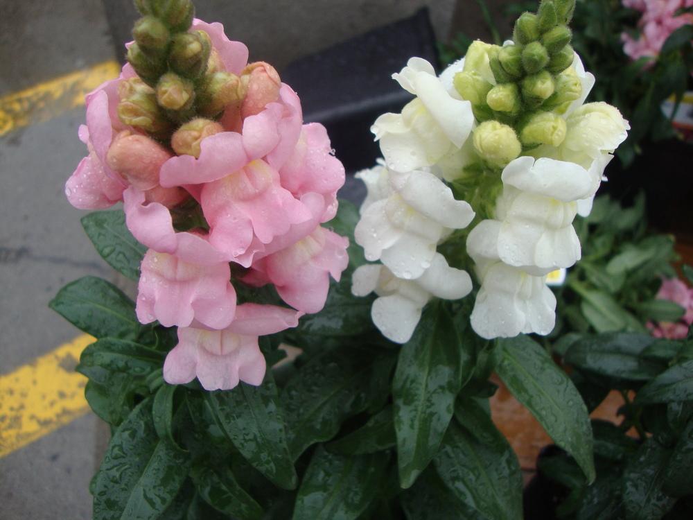 Photo of Snapdragon (Antirrhinum majus 'Sawyer's Old-Fashioned Snapdragons') uploaded by Paul2032