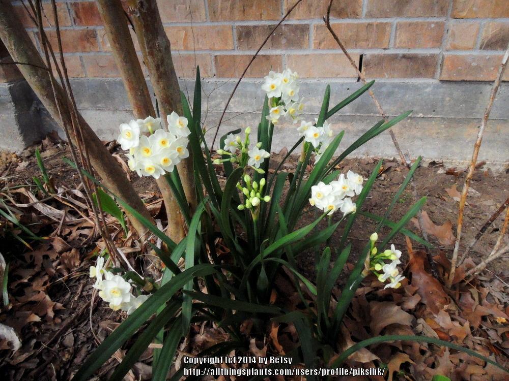 Photo of Paperwhites (Narcissus 'Ziva') uploaded by piksihk