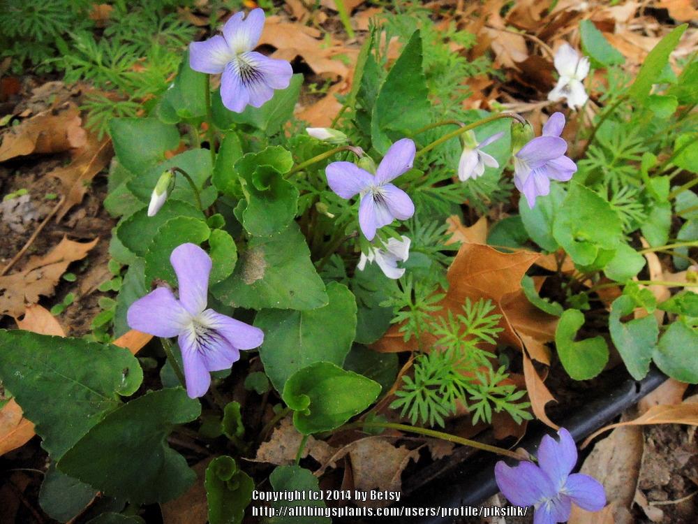 Photo of Common Blue Violet (Viola sororia) uploaded by piksihk