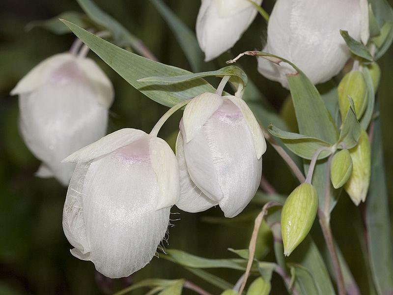 Photo of White Globe Lily (Calochortus albus) uploaded by robertduval14