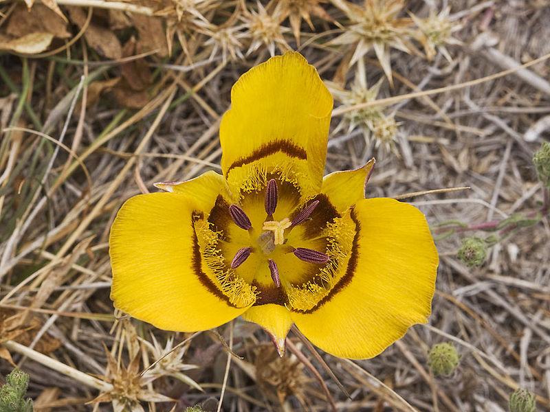 Photo of Arroyo de la Cruz Mariposa Lily (Calochortus clavatus var. recurvifolius) uploaded by robertduval14