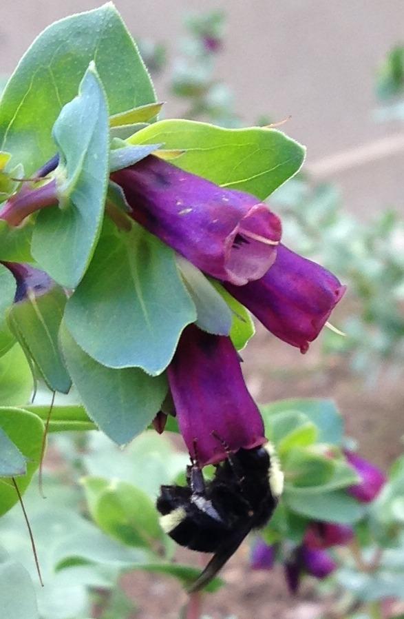 Photo of Honeywort (Cerinthe major subsp. purpurascens) uploaded by HamiltonSquare