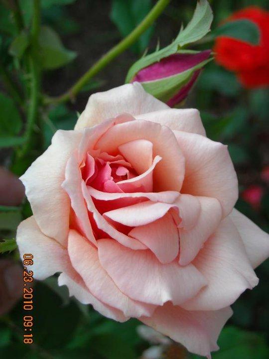 Photo of Rose (Rosa 'Gruss an Coburg') uploaded by MissMimie