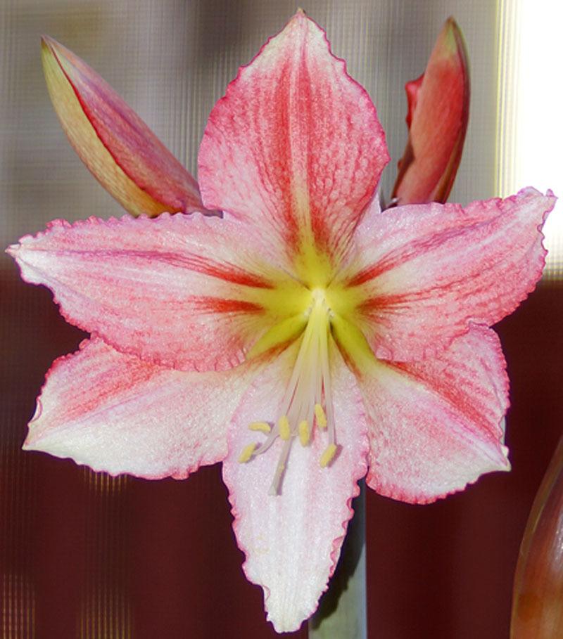 Photo of Amaryllis (Hippeastrum 'Tinkerbell') uploaded by bsharf