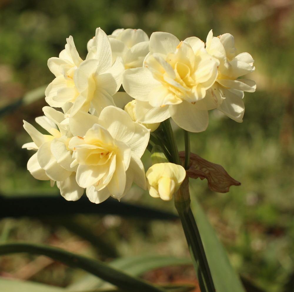 Photo of Double Daffodil (Narcissus 'Erlicheer') uploaded by dave