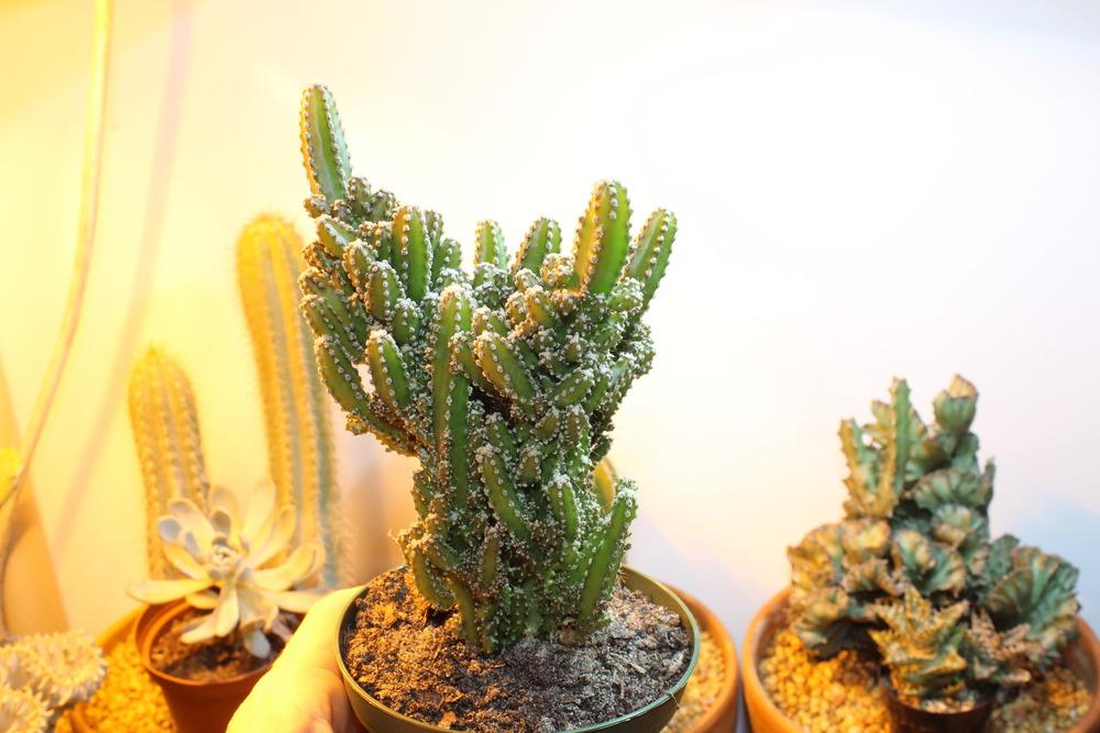 Photo of Monstrose Triangle Cactus (Acanthocereus tetragonus 'Fairy Castle') uploaded by jeffgreen