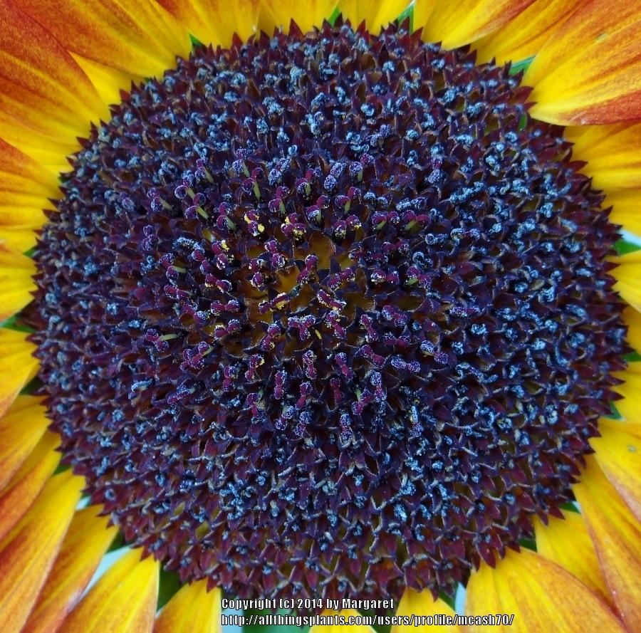 Photo of Sunflower (Helianthus annuus 'Autumn Beauty') uploaded by mcash70