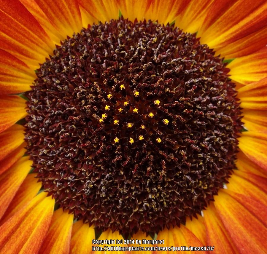 Photo of Sunflower (Helianthus annuus 'Autumn Beauty') uploaded by mcash70