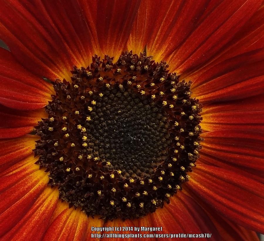 Photo of Sunflower (Helianthus annuus 'Velvet Queen') uploaded by mcash70