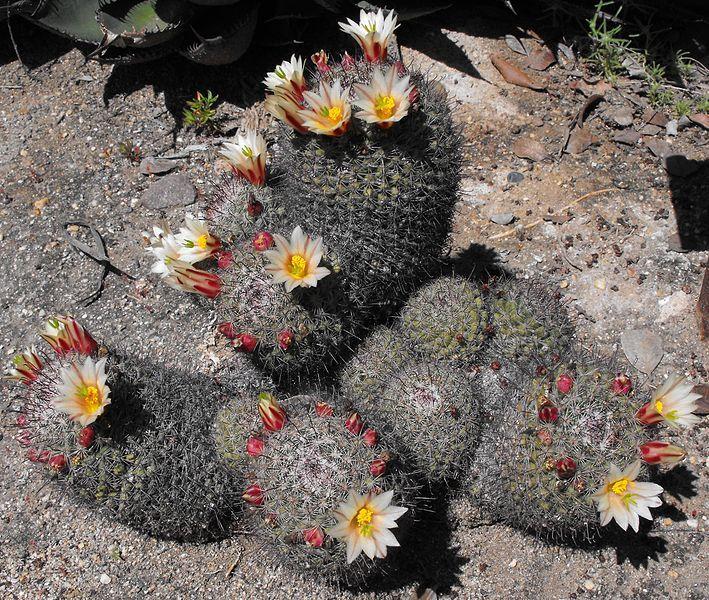 Photo of California Fishhook Cactus (Cochemiea dioica) uploaded by robertduval14