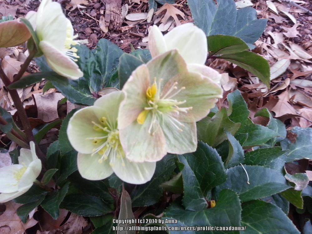 Photo of Hellebore (Helleborus Gold Collection® Cinnamon Snow) uploaded by canadanna