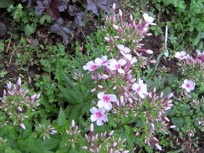 Photo of Phlox (Phlox x arendsii 'Early Start Light Pink') uploaded by ge1836