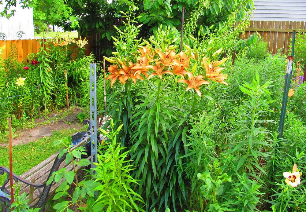 Photo of Lily (Lilium 'Kentucky') uploaded by jmorth