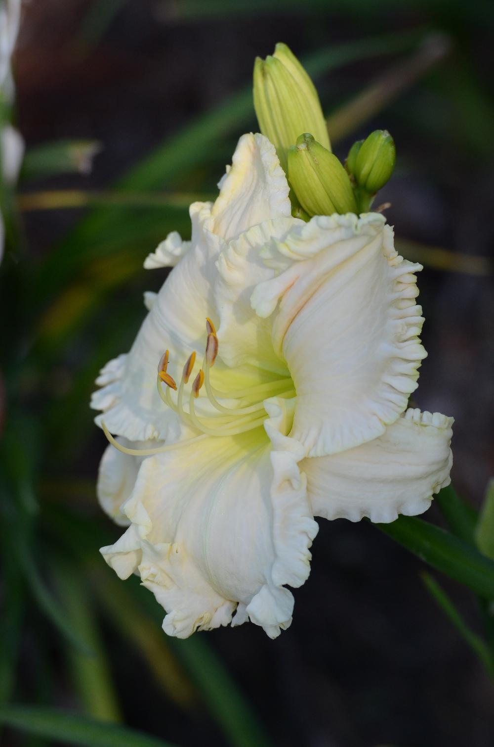 Photo of Daylily (Hemerocallis 'Lacy All Over') uploaded by Anne