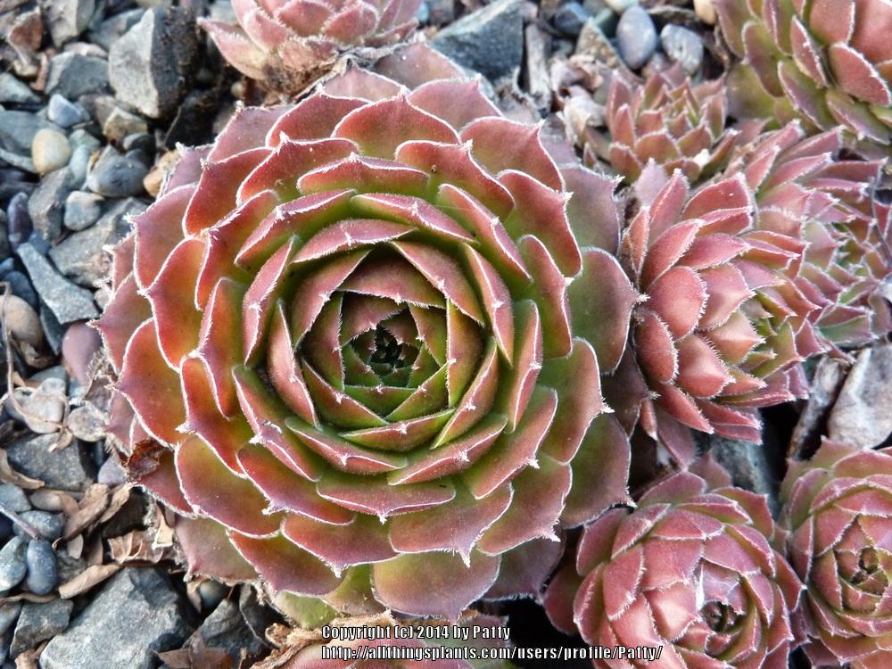 Photo of Hen and chicks (Sempervivum 'More Honey') uploaded by Patty