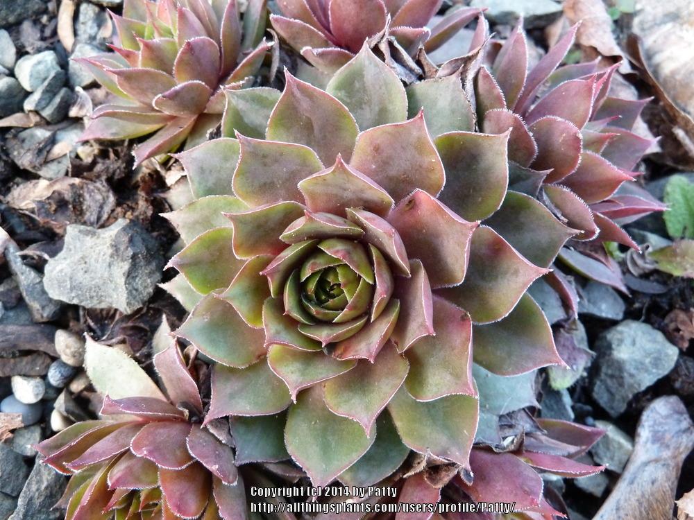 Photo of Hen and Chicks (Sempervivum 'Rose Queen') uploaded by Patty