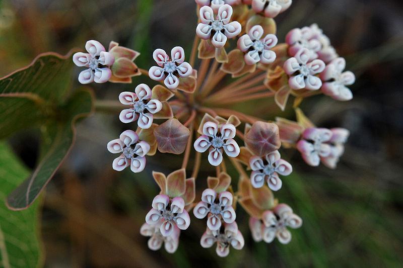 Photo of Pinewoods Milkweed (Asclepias humistrata) uploaded by robertduval14
