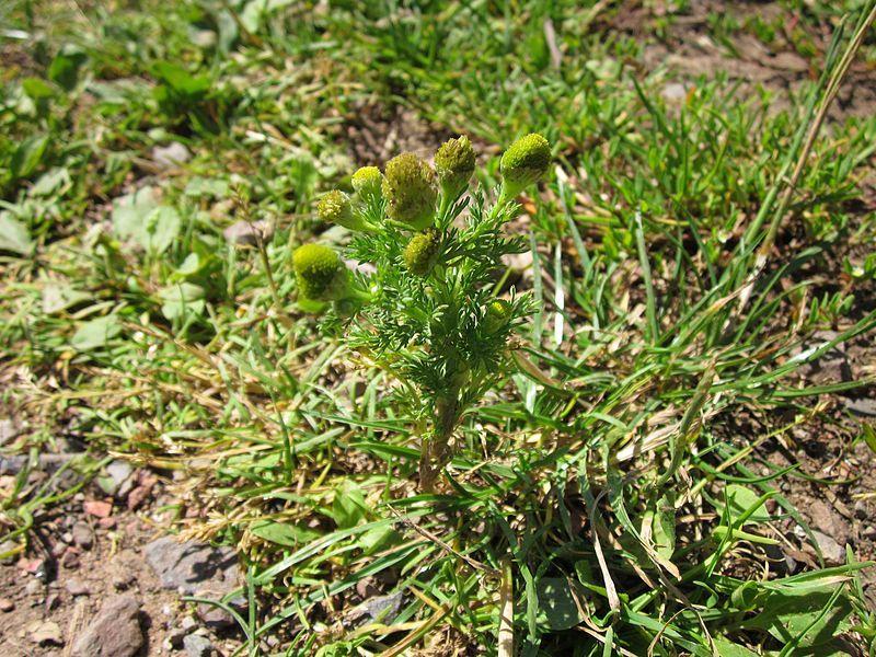 Photo of Pineapple Weed (Matricaria discoidea) uploaded by robertduval14
