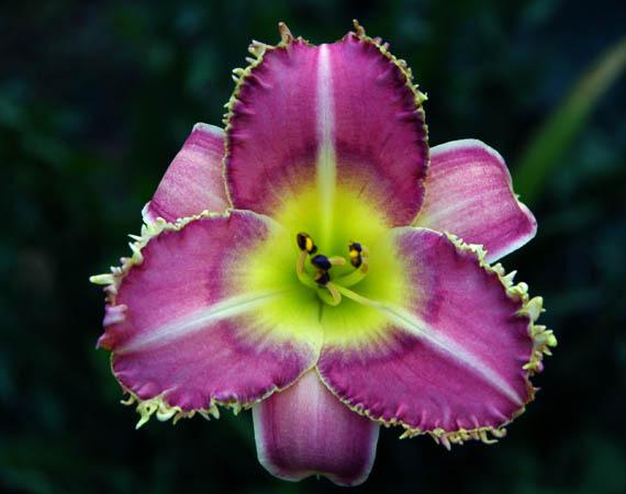Photo of Daylily (Hemerocallis 'That Voodoo That You Do So Well') uploaded by shive1