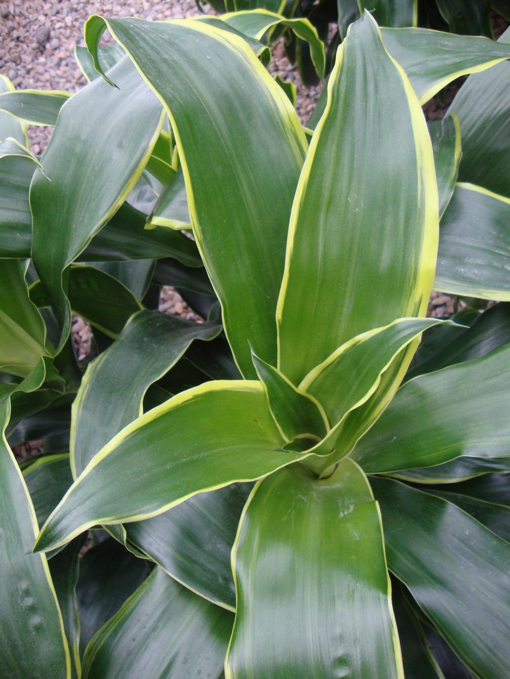 Photo of Corn Plant (Dracaena fragrans 'Dorado') uploaded by Paul2032