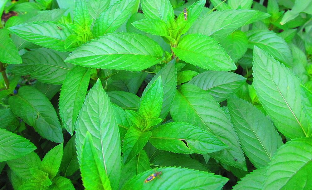 Photo of Chocolate Mint (Mentha x piperita 'Chocolate') uploaded by jmorth