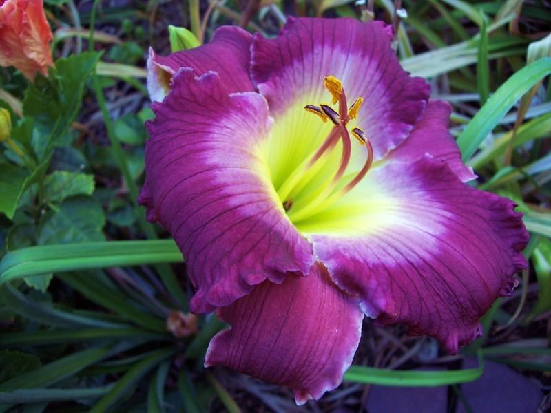 Photo of Daylily (Hemerocallis 'The King is Coming') uploaded by lyle627