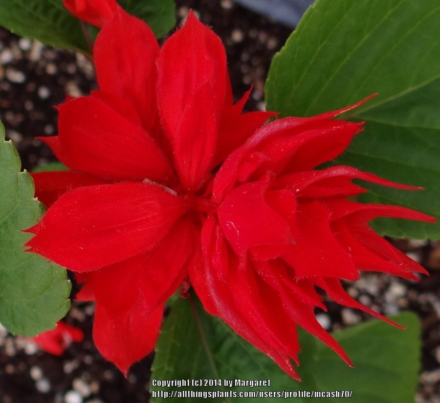 Photo of Scarlet Sage (Salvia splendens 'St. John's Fire') uploaded by mcash70