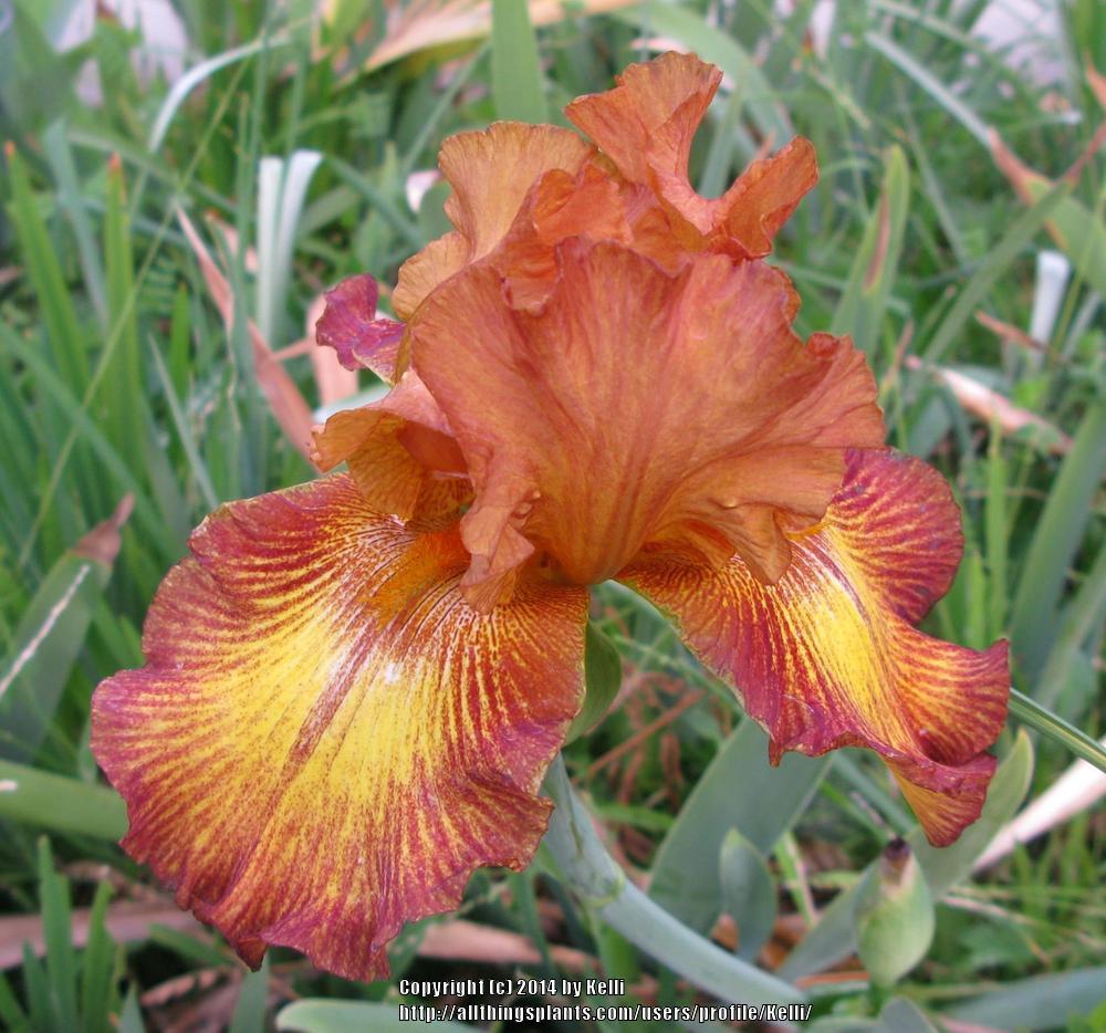 Photo of Tall Bearded Iris (Iris 'Lightning Streak') uploaded by Kelli