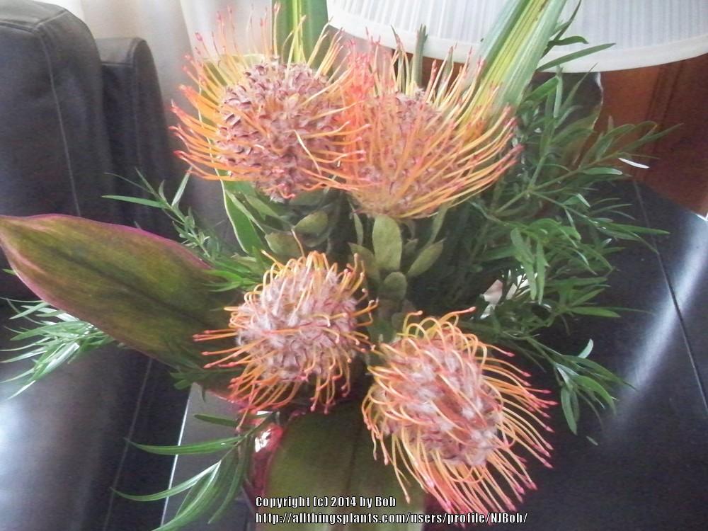 Photo of Pincushion Protea (Leucospermum cordifolium) uploaded by NJBob