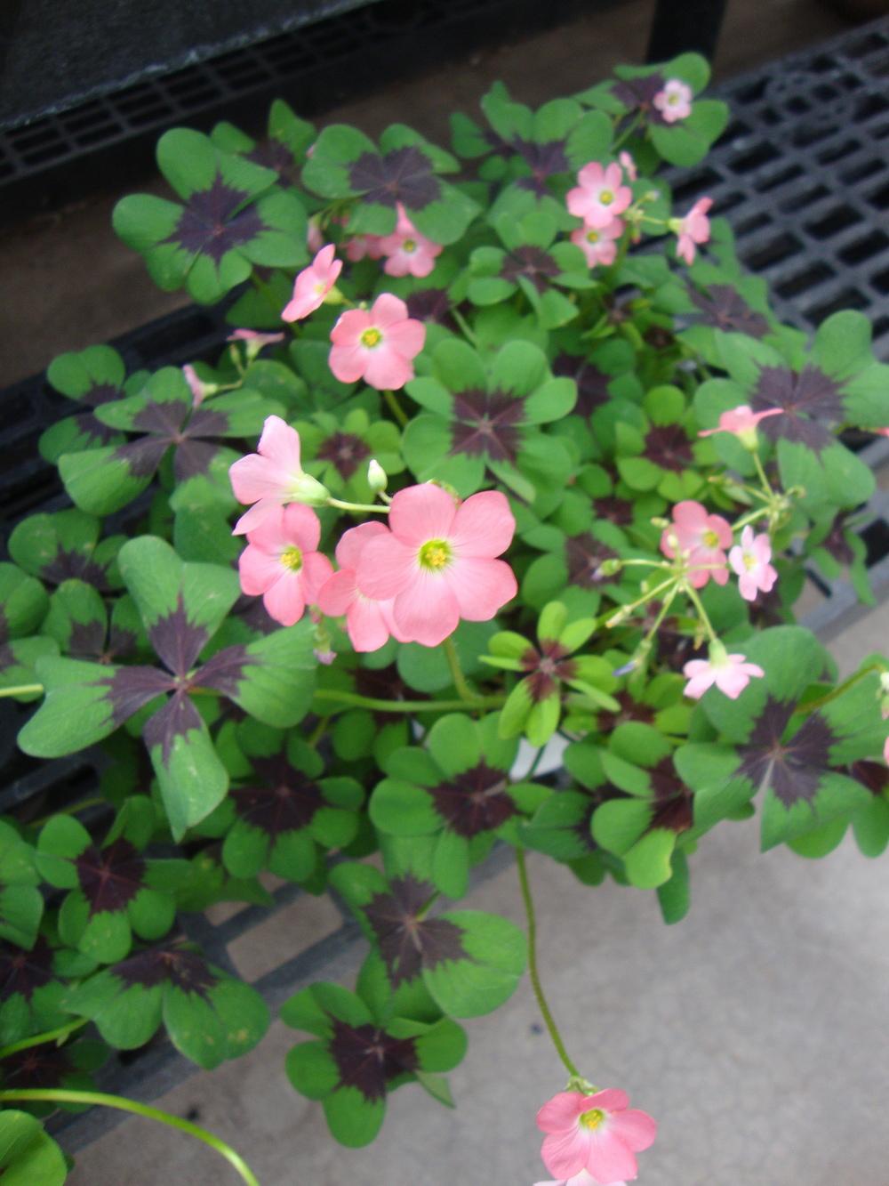 Photo of Good Luck Plant (Oxalis tetraphylla 'Iron Cross') uploaded by Paul2032