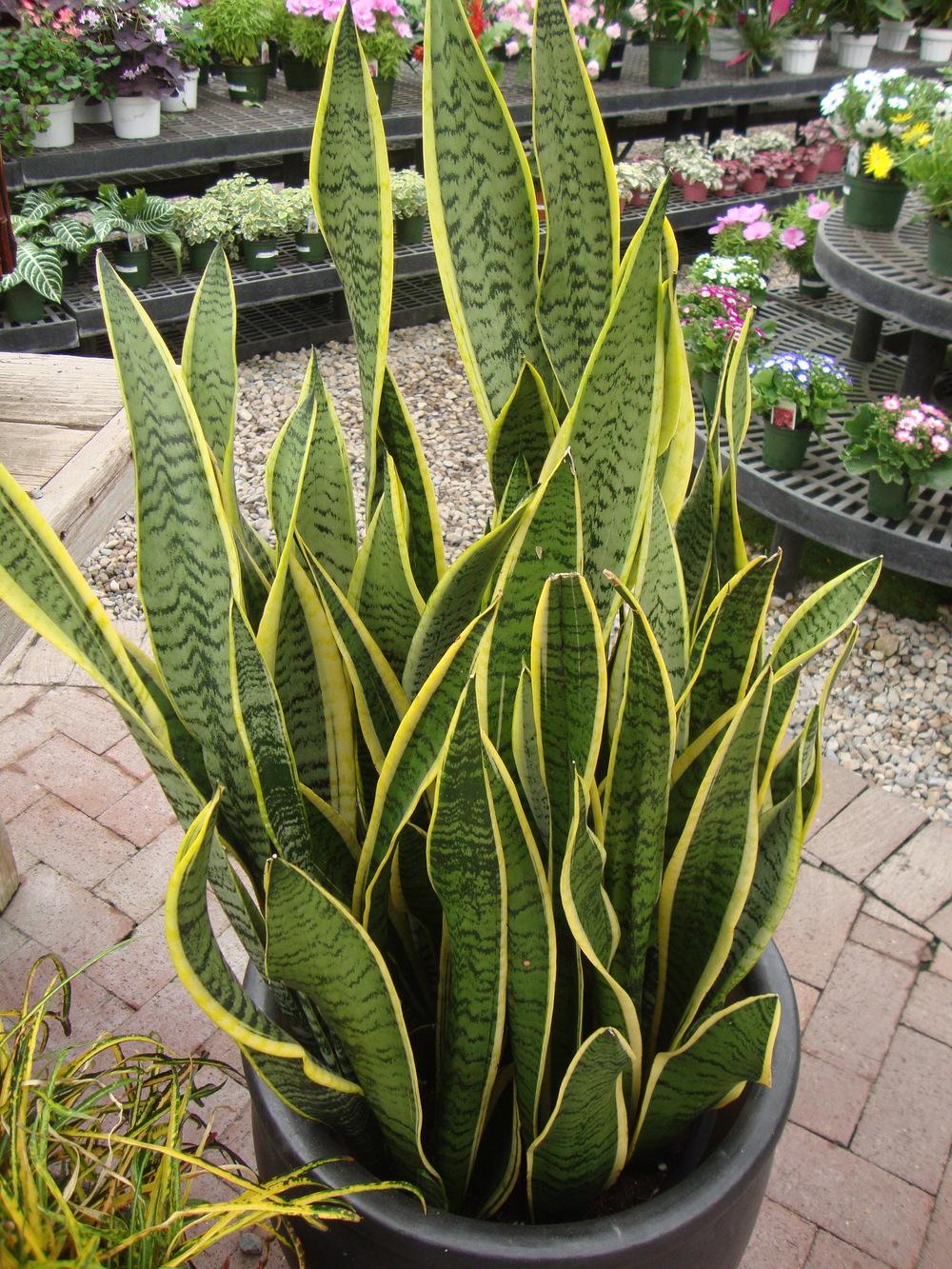 Photo of Mother-in-law's tongue (Dracaena trifasciata 'Laurentii') uploaded by Paul2032
