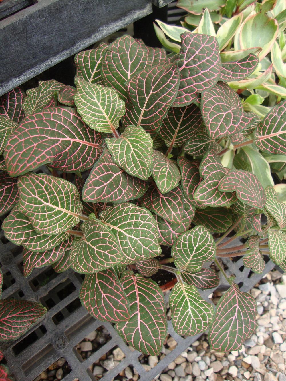Photo of Mosaic Plant (Fittonia albivenis 'Juanita') uploaded by Paul2032