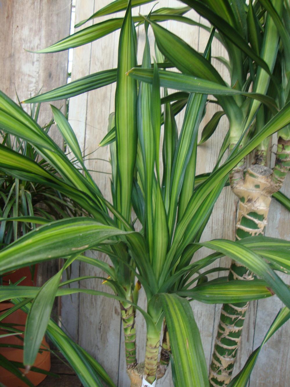 Photo of Dracaena 'Gold Star' uploaded by Paul2032