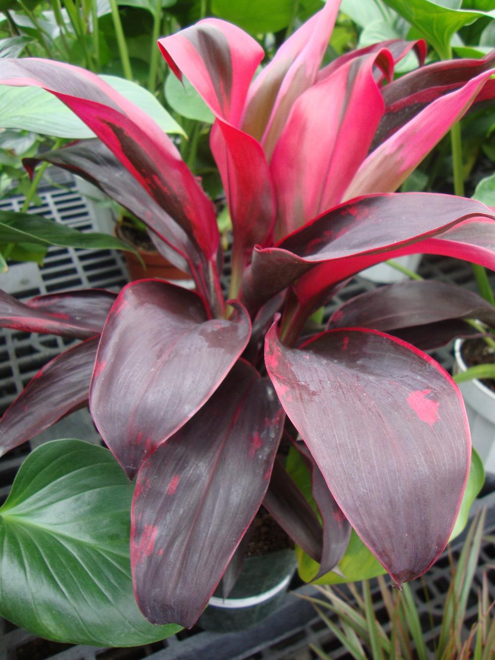 Photo of Ti Plant (Cordyline fruticosa) uploaded by Paul2032