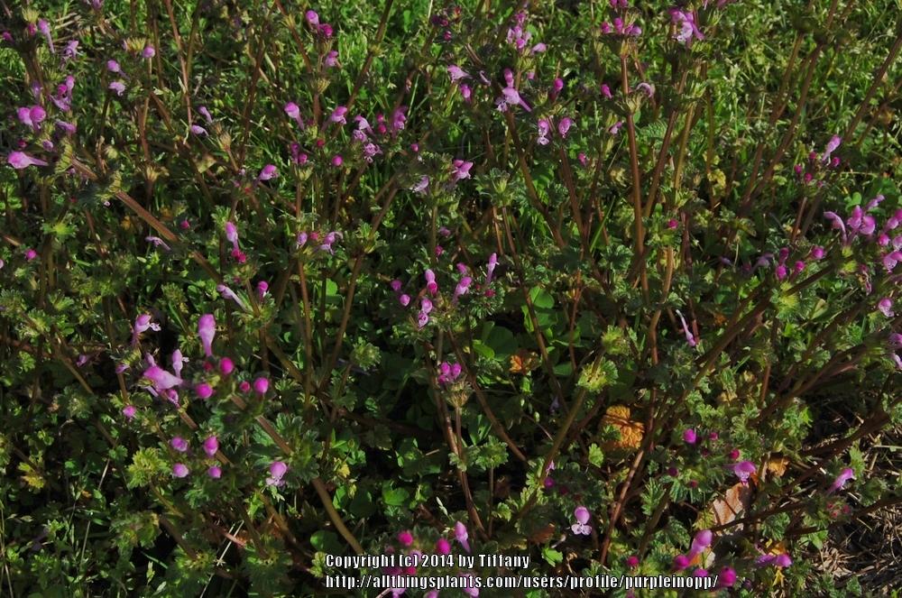 Photo of Henbit (Lamium amplexicaule) uploaded by purpleinopp