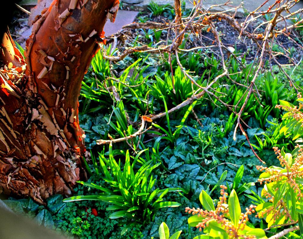 Photo of Hardy Cyclamen (Cyclamen hederifolium) uploaded by NEILMUIR1