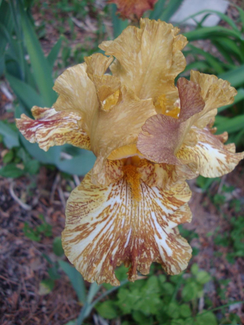 Photo of Tall Bearded Iris (Iris 'Tiger Honey') uploaded by Paul2032