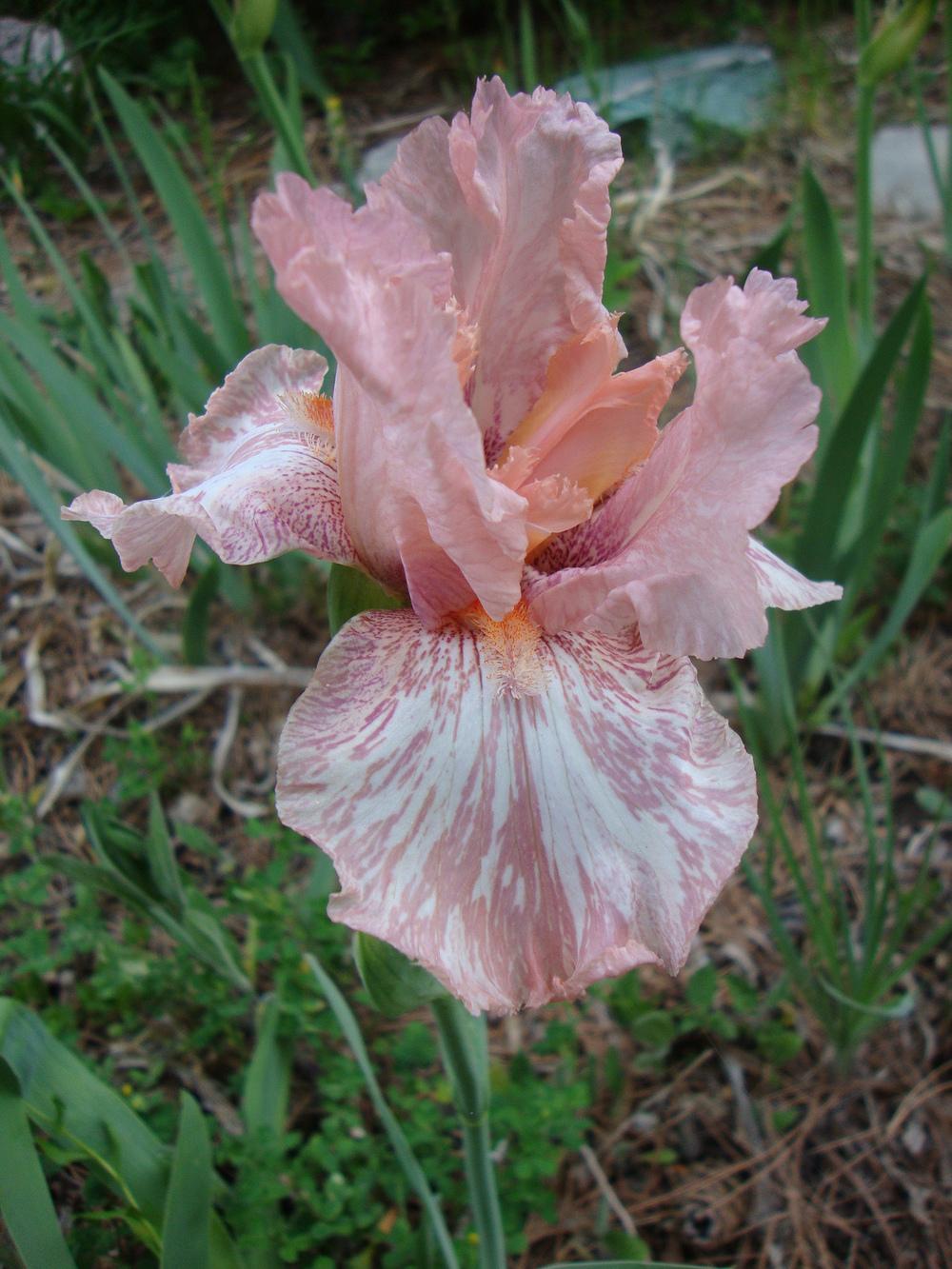 Photo of Border Bearded Iris (Iris 'Baboon Bottom') uploaded by Paul2032