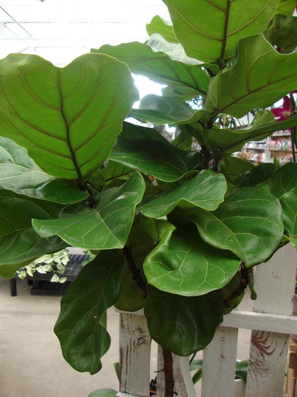 Photo of Fiddle Leaf Fig (Ficus lyrata) uploaded by Paul2032