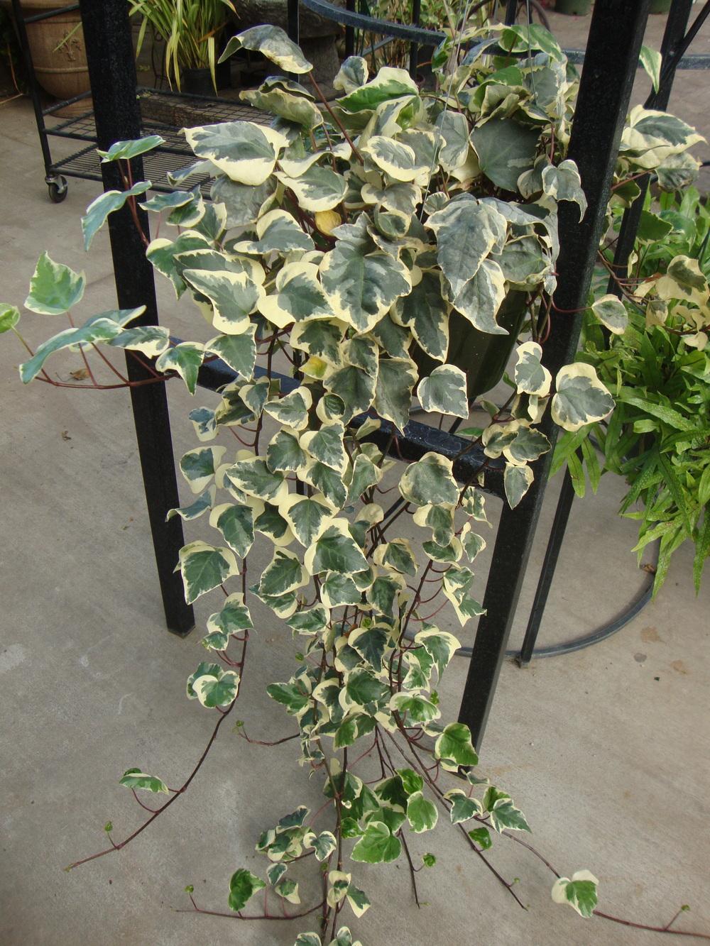 Photo of Variegated Algerian Ivy (Hedera algeriensis 'Gloire de Marengo') uploaded by Paul2032