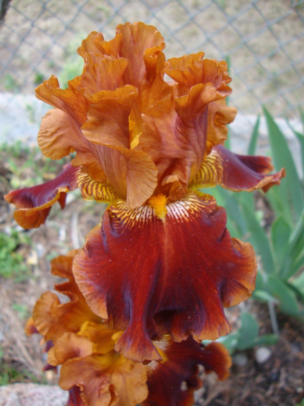 Photo of Tall Bearded Iris (Iris 'Rustler') uploaded by Paul2032