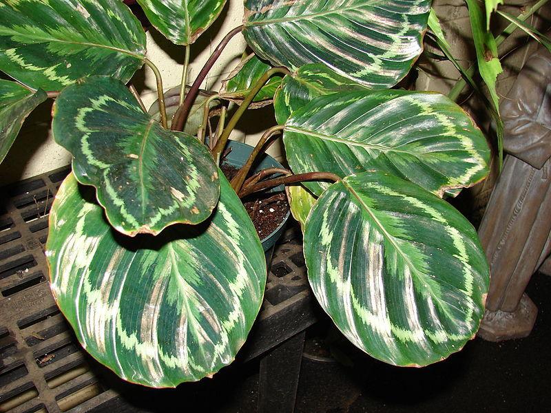 Photo of Rose Painted Calathea (Goeppertia roseopicta) uploaded by robertduval14
