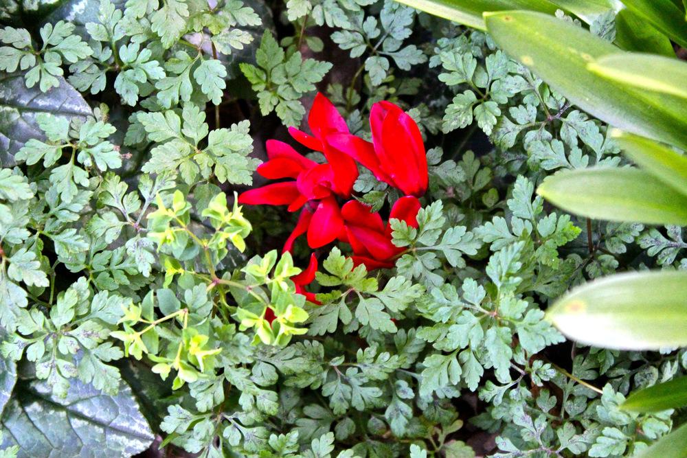 Photo of Florist's Cyclamen (Cyclamen persicum) uploaded by NEILMUIR1