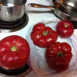 Location: Jamestown Ca.
Date: August 20, 2013
Postal scale weight 29.5 oz tomato. Brandywine Pink. The size of 