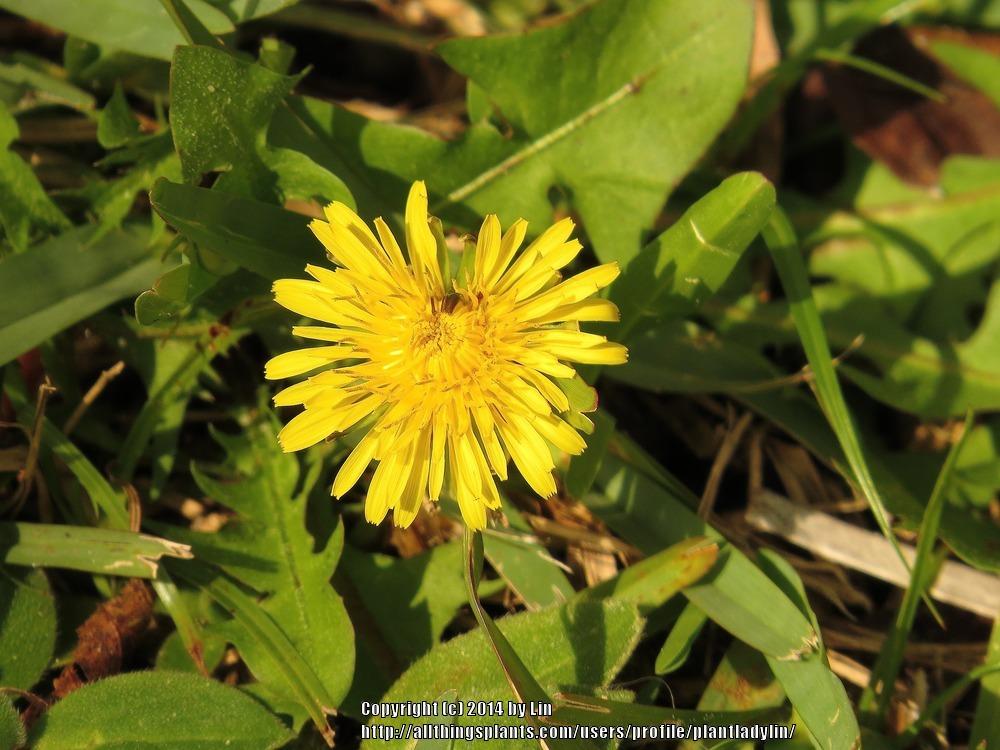 Photo of Dandelion (Taraxacum officinale) uploaded by plantladylin