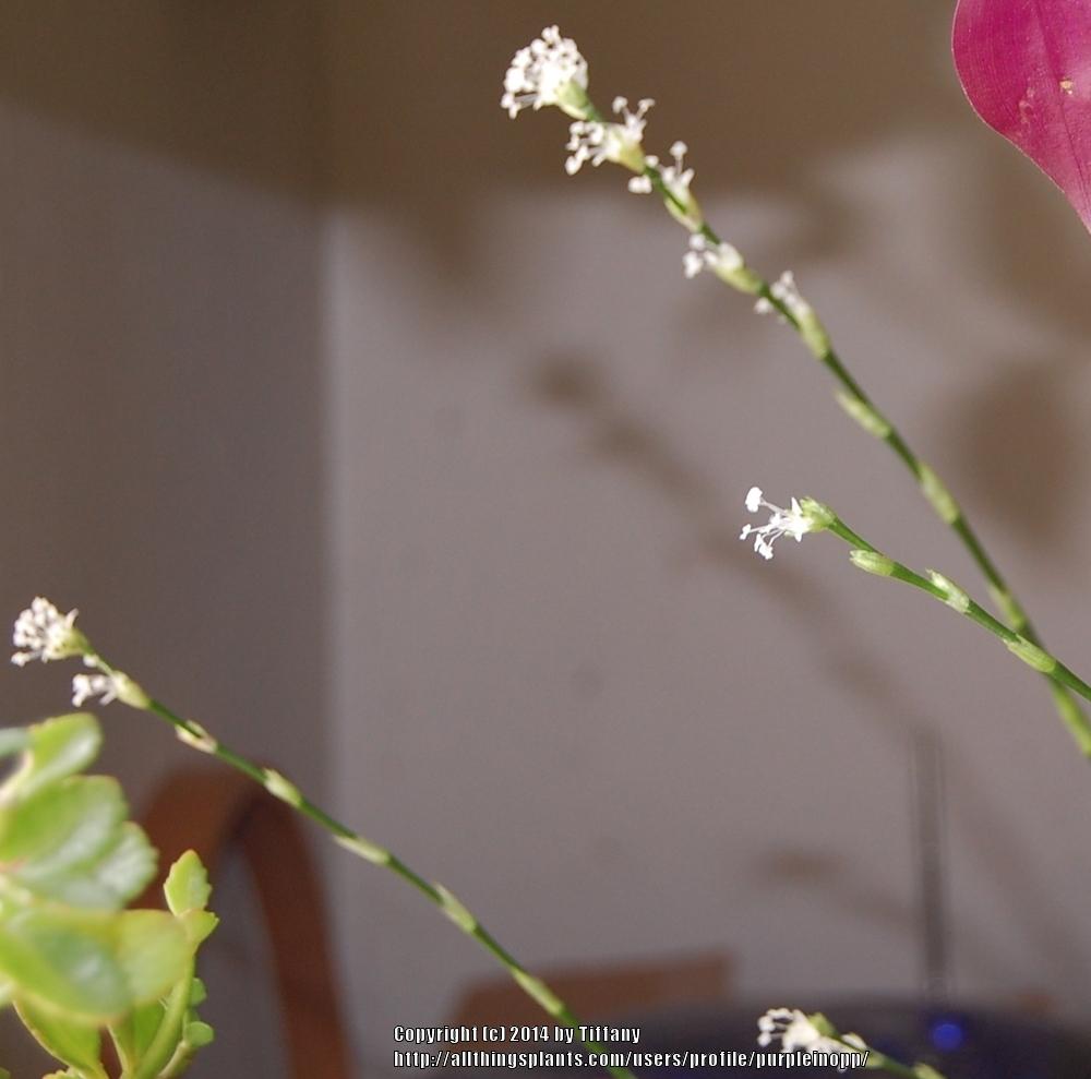 Photo of Basket Plant (Callisia fragrans) uploaded by purpleinopp
