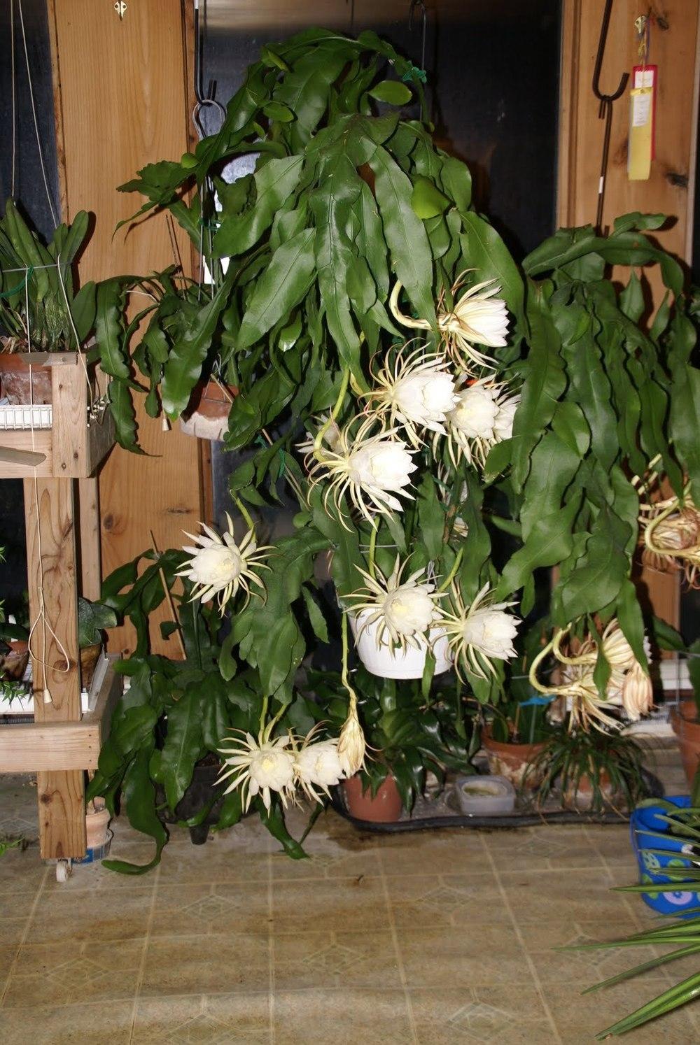 Photo of Queen of the Night (Epiphyllum oxypetalum) uploaded by Innisfree