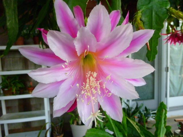 Photo of Hybrid Orchid Cactus (Epiphyllum 'Embody') uploaded by Innisfree