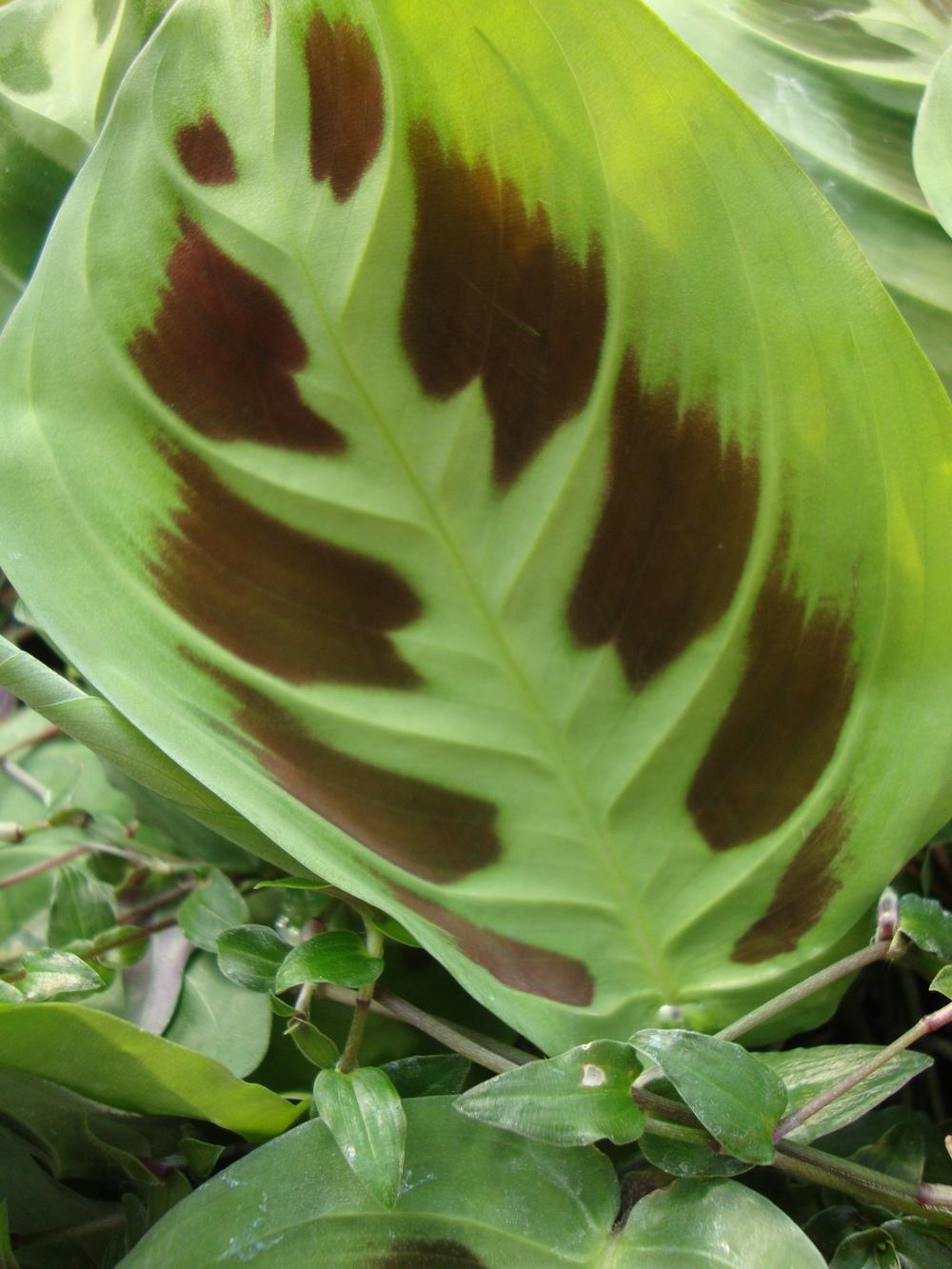 Photo of Prayer Plant (Maranta leuconeura 'Kerchoviana') uploaded by Paul2032