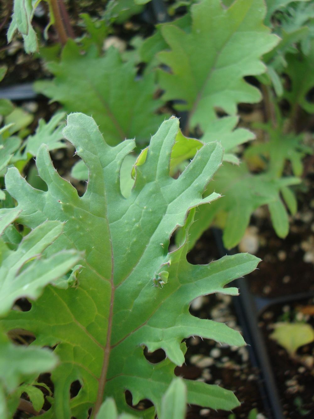 Photo of Kale (Brassica oleracea var. viridis 'Redbor') uploaded by Paul2032